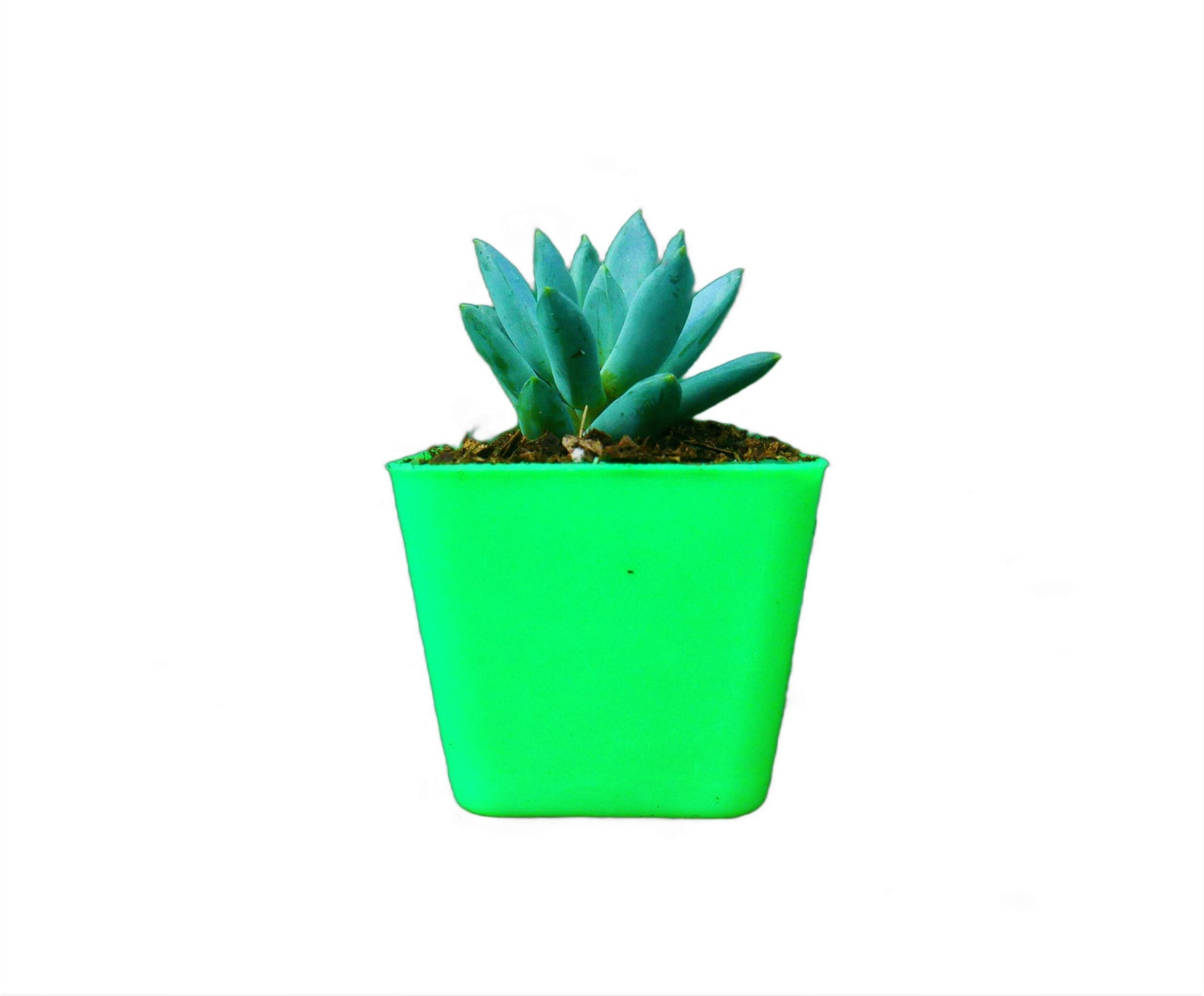 Pachyphytum Hookeri Succulent: Shop now at Frek! - My Store