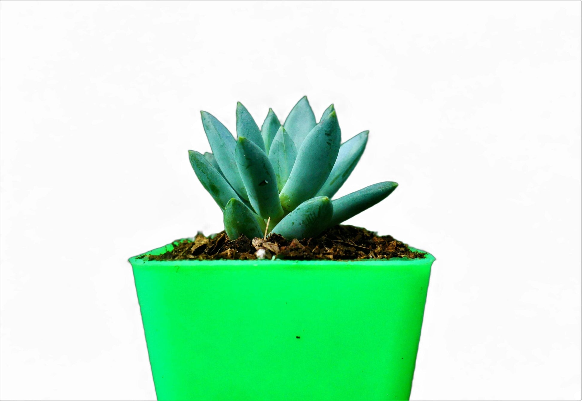 Pachyphytum Hookeri Succulent: Shop now at Frek! - My Store