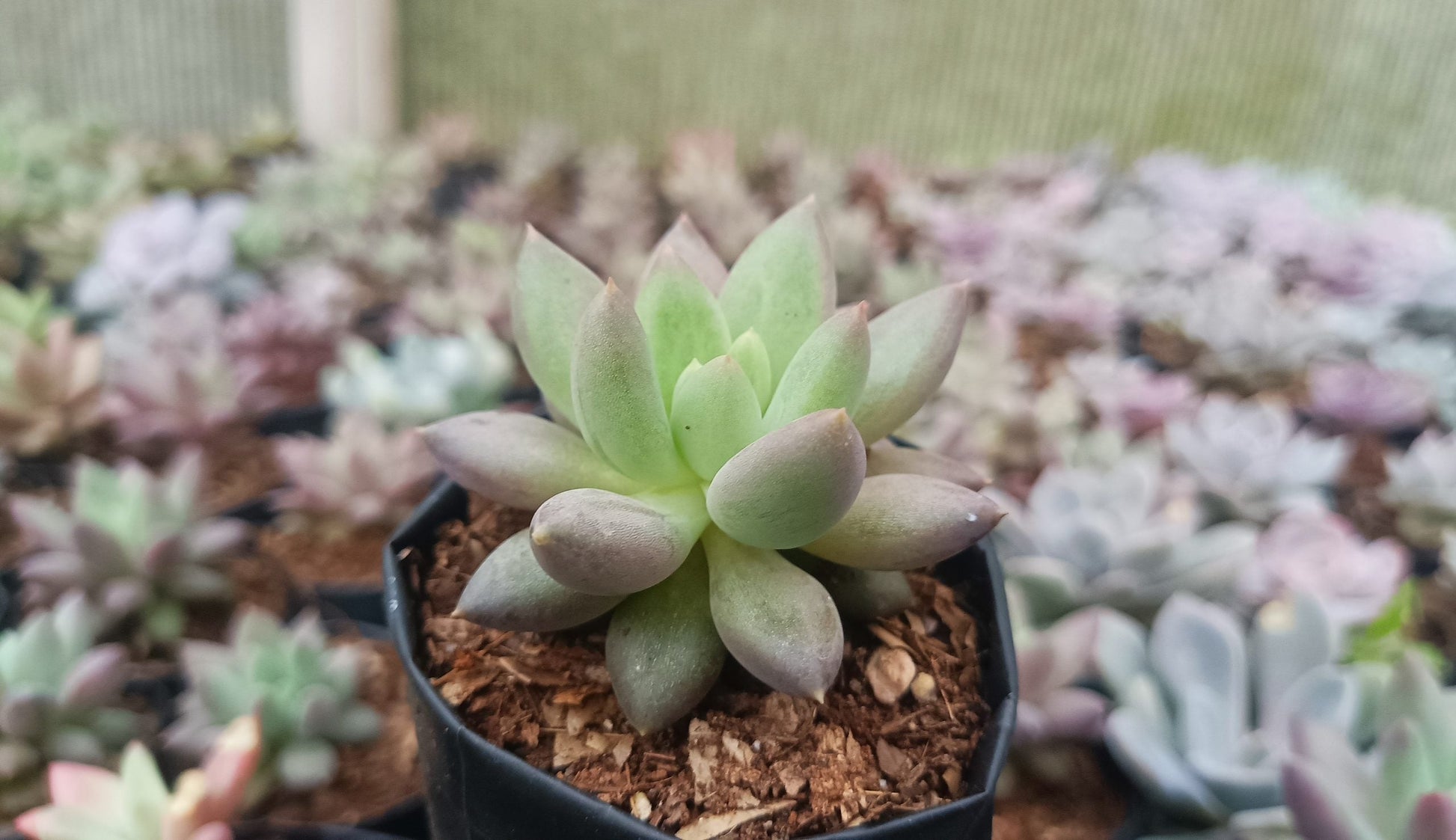 Pachyphytum Hybrid – Stunning Succulent for Home, Office & Garden - My Store