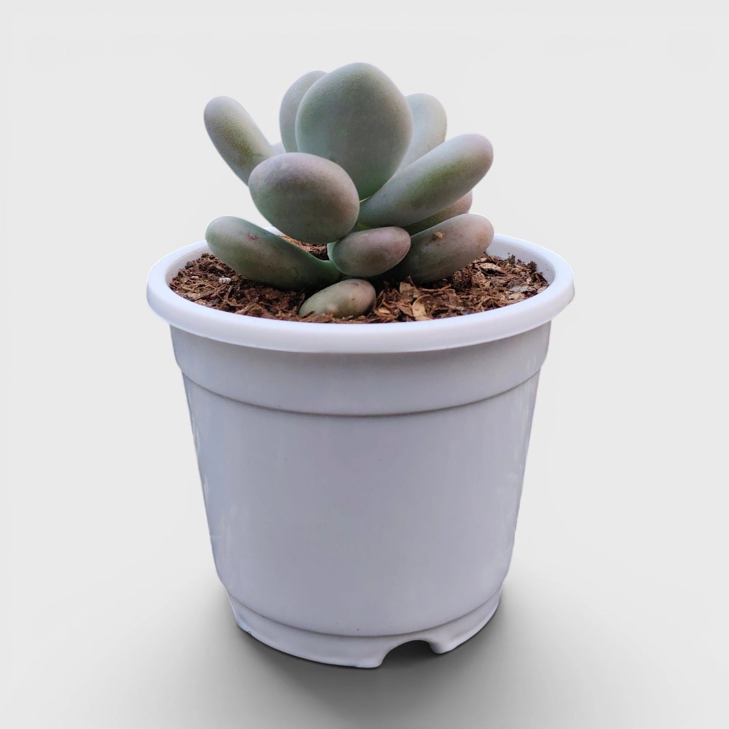 Blue Moonstone Pachyphytum Oviferum – Buy Succulents Online in India