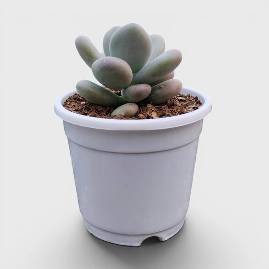 Blue Moonstone Pachyphytum Oviferum – Buy Succulents Online in India