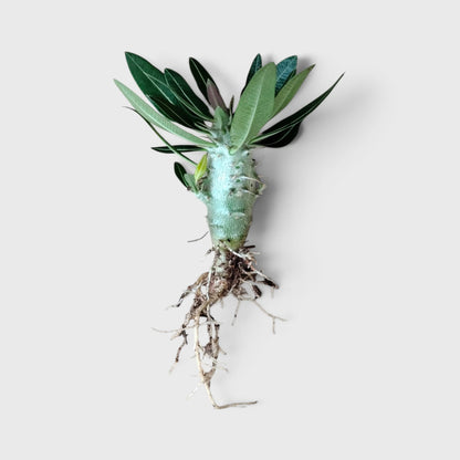 Pachypodium Cactipes – Seed-Grown Caudiciform Collector Plant