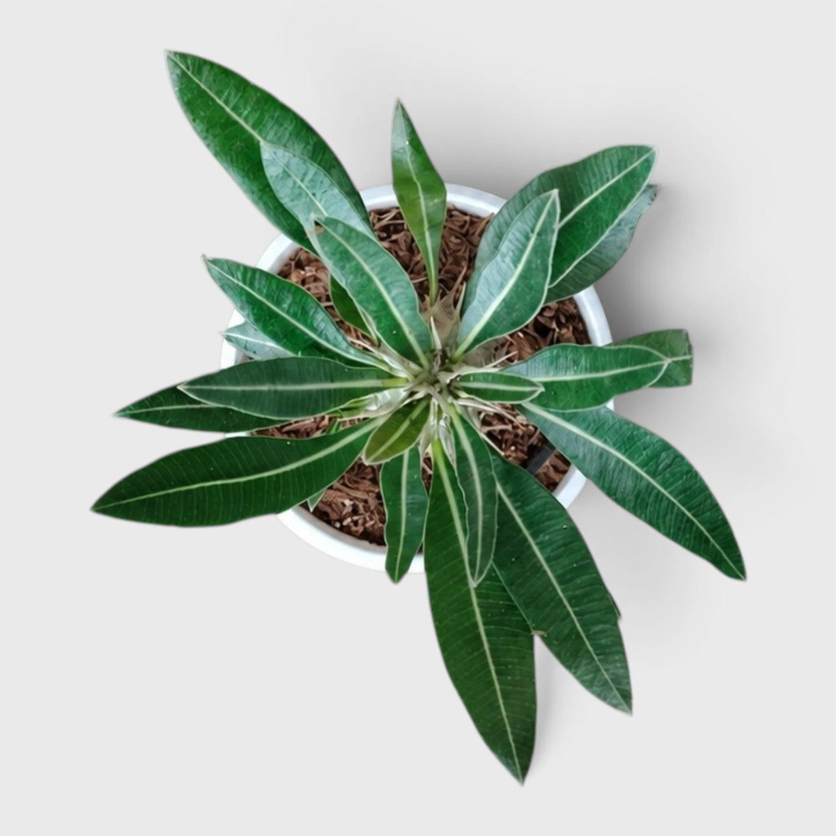 Pachypodium Cactipes – Seed-Grown Caudiciform Collector Plant