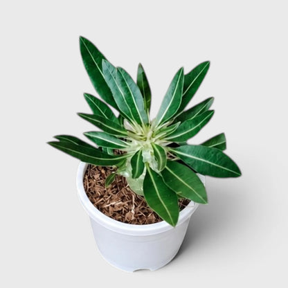 Pachypodium Cactipes – Seed-Grown Caudiciform Collector Plant