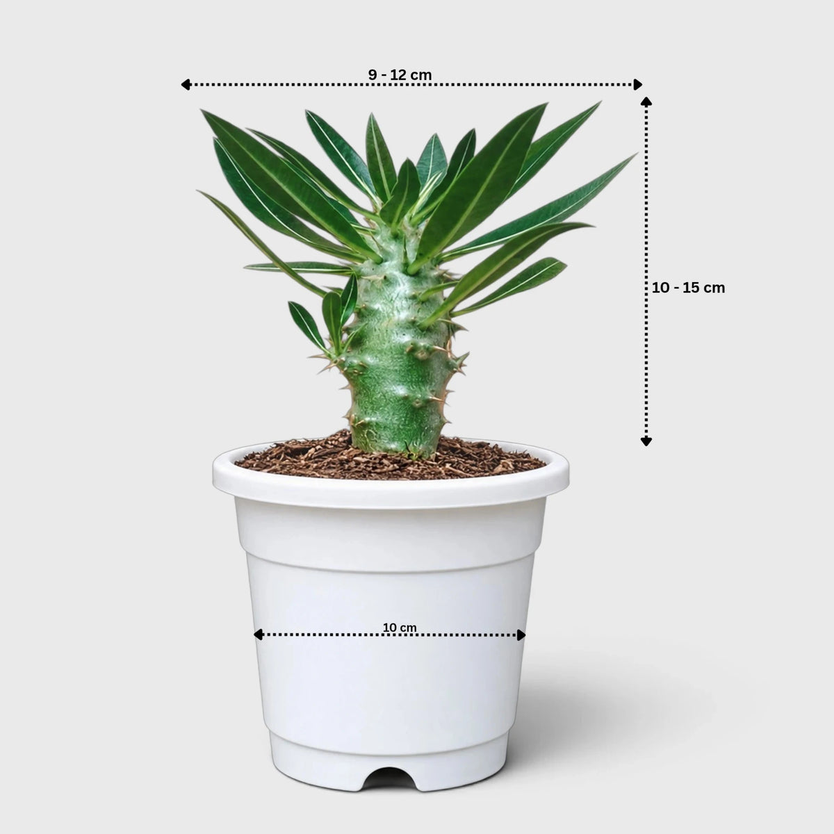 Pachypodium Cactipes – Seed-Grown Caudiciform Collector Plant