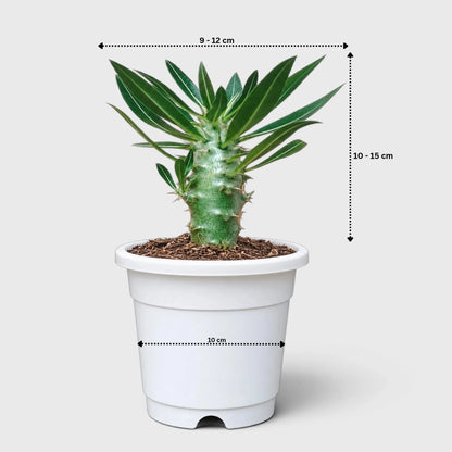 Pachypodium Cactipes – Seed-Grown Caudiciform Collector Plant