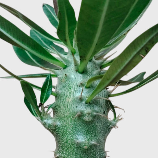 Pachypodium Cactipes – Seed-Grown Caudiciform Collector Plant