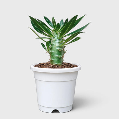 Pachypodium Cactipes – Seed-Grown Caudiciform Collector Plant
