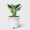 Pachypodium Cactipes – Seed-Grown Caudiciform Collector Plant