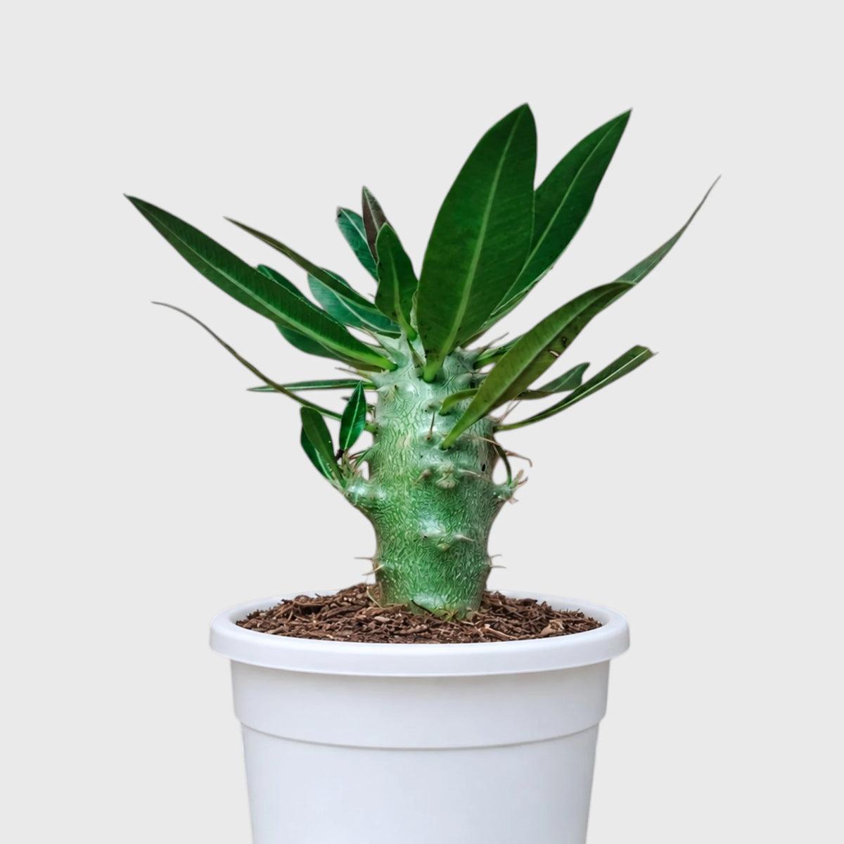 Pachypodium Cactipes – Seed-Grown Caudiciform Collector Plant
