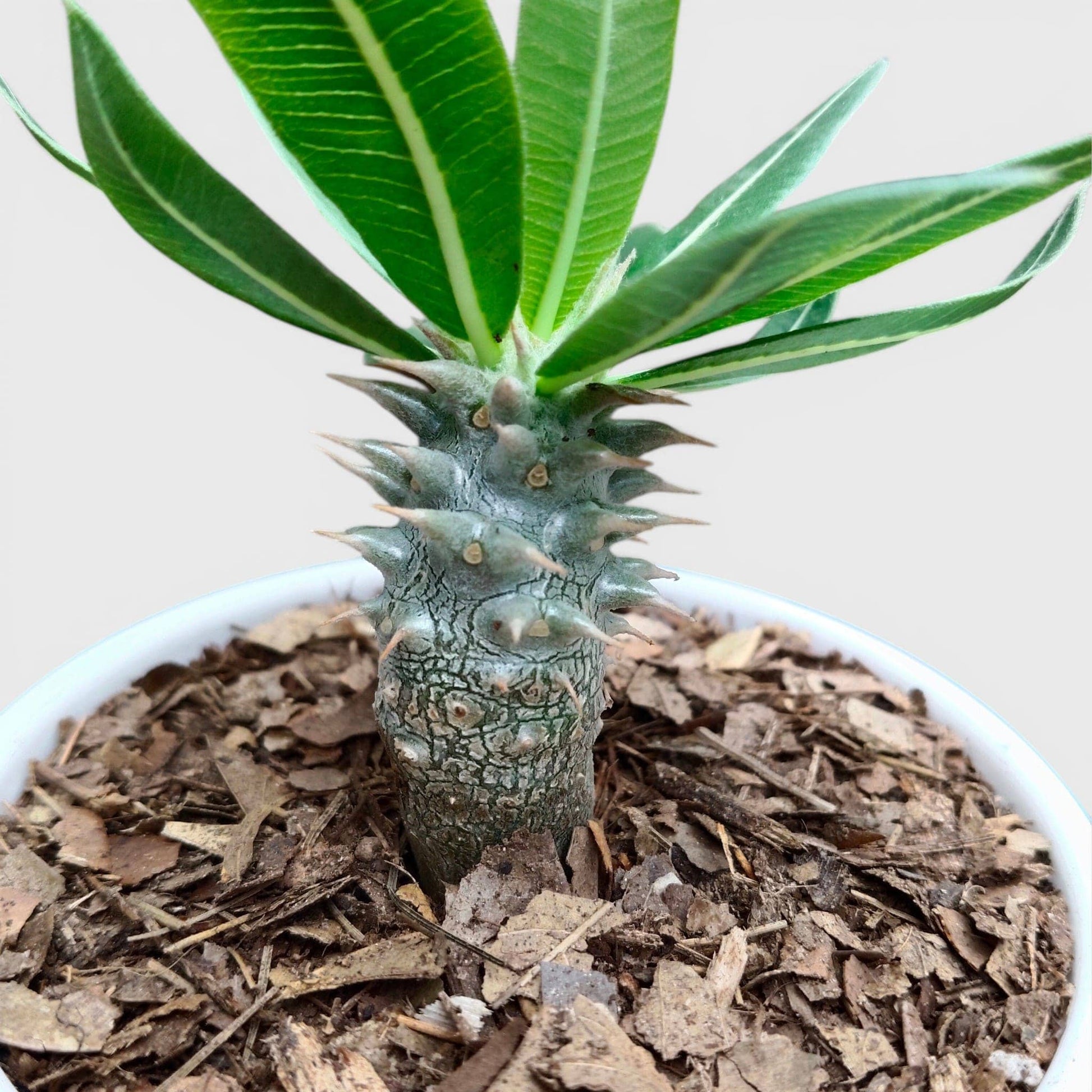 Pachypodium Eburneum – Rare Madagascar Palm Plant | Exotic Caudex Indoor Plant | Bare Rooted
