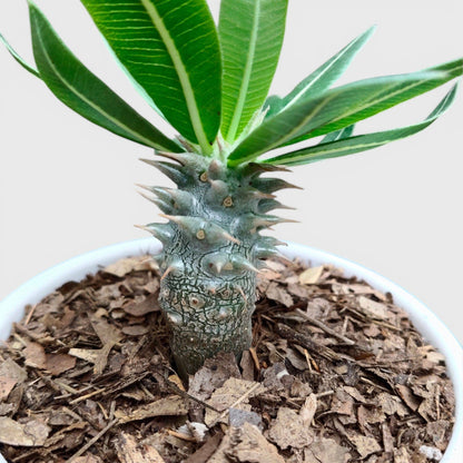 Pachypodium Eburneum – Rare Madagascar Palm Plant | Exotic Caudex Indoor Plant | Bare Rooted