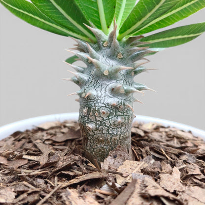 Pachypodium Eburneum – Rare Madagascar Palm Plant | Exotic Caudex Indoor Plant | Bare Rooted