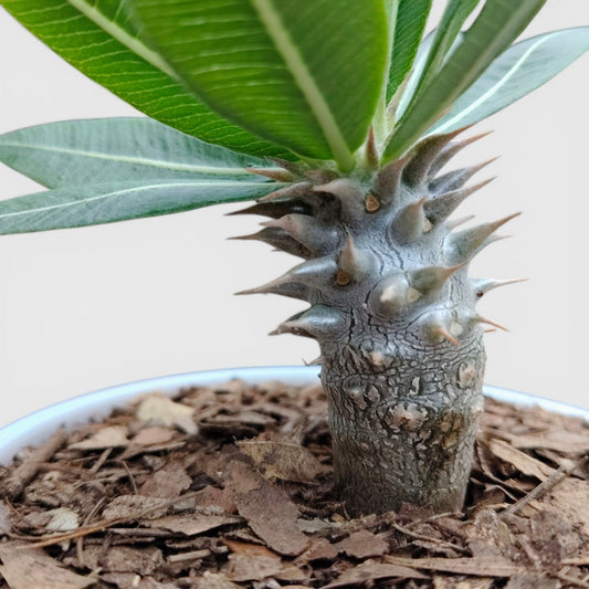 Pachypodium Eburneum – Rare Madagascar Palm Plant | Exotic Caudex Indoor Plant | Bare Rooted