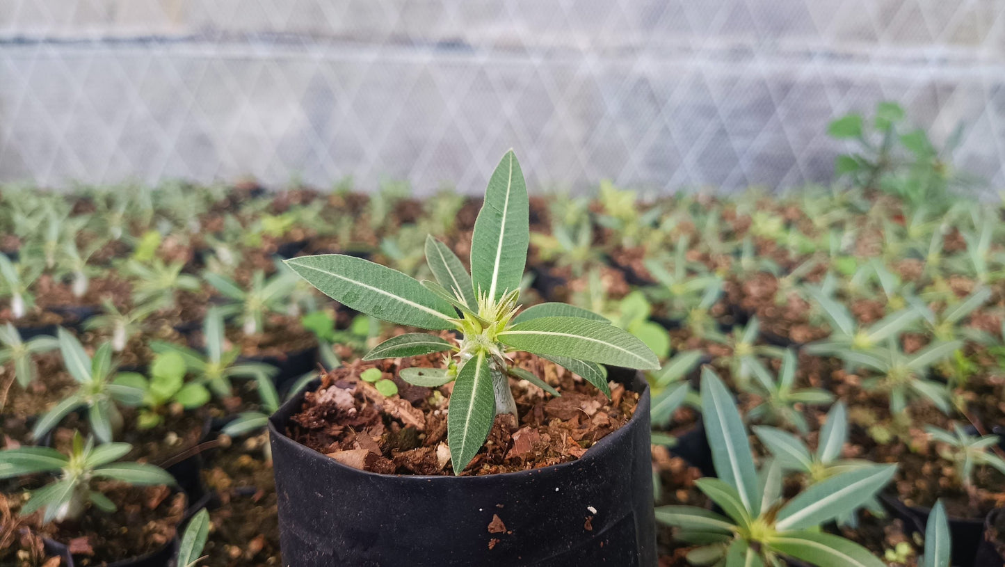 Pachypodium Horombense: Stunning Madagascar Palm for Homes and Gardens - My Store