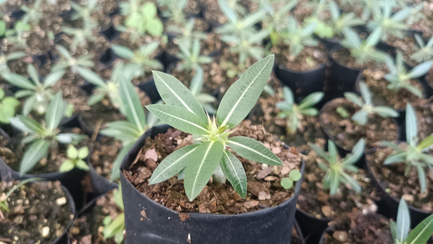 Pachypodium Horombense: Stunning Madagascar Palm for Homes and Gardens - My Store