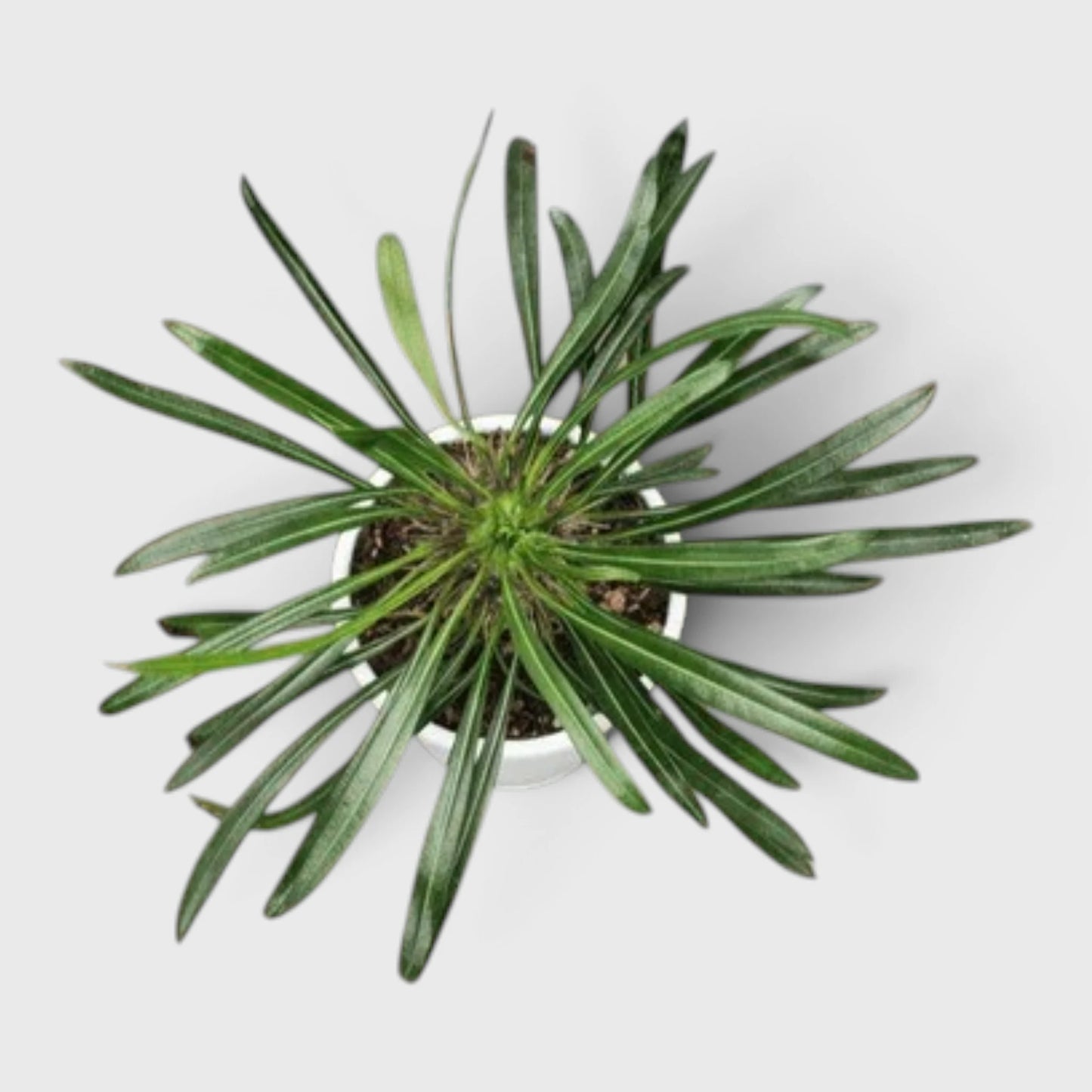Pachypodium Lamerei in Succulent Combo