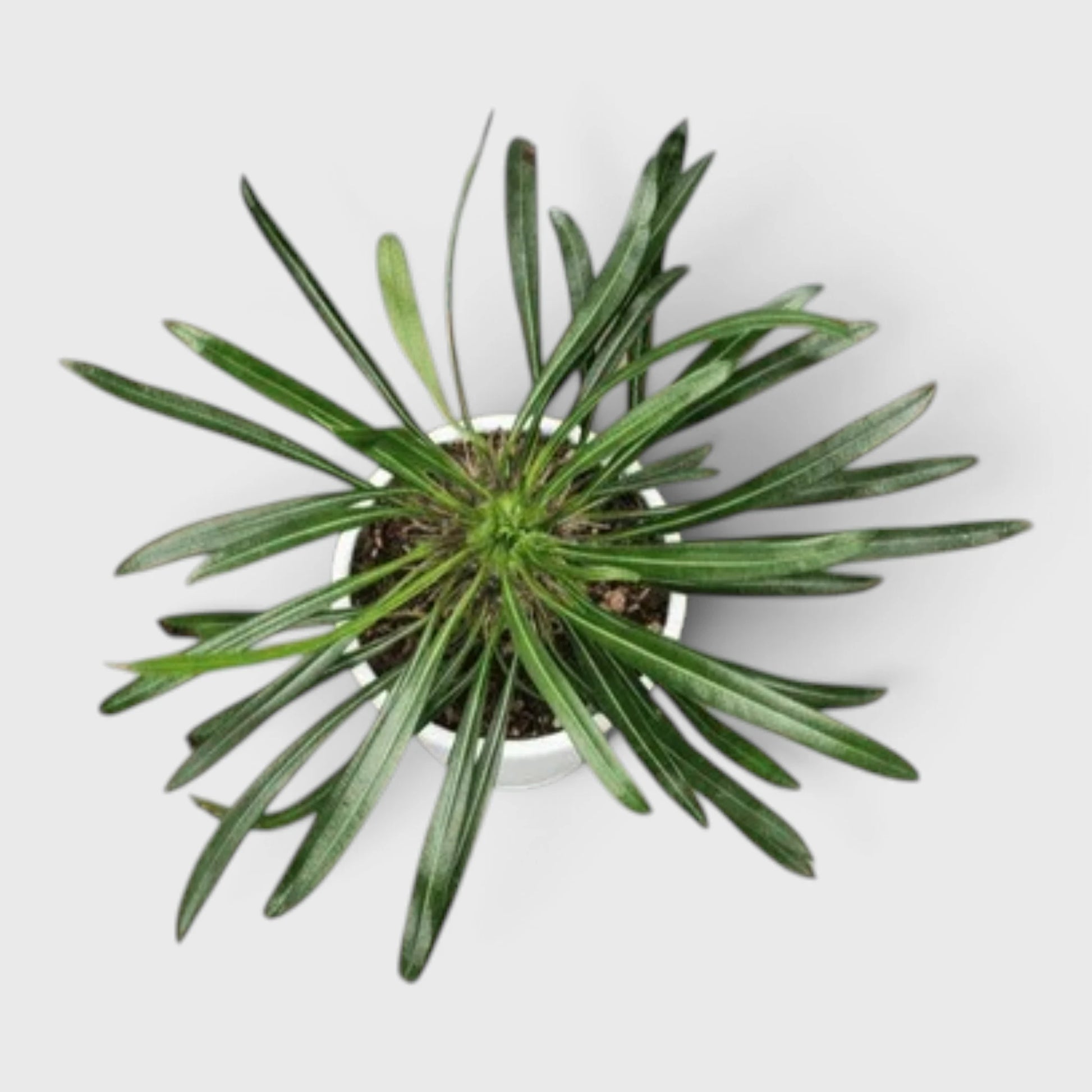 Pachypodium Lamerei in Succulent Combo