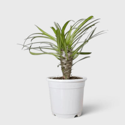 Pachypodium Lamerei in Succulent rare plant india