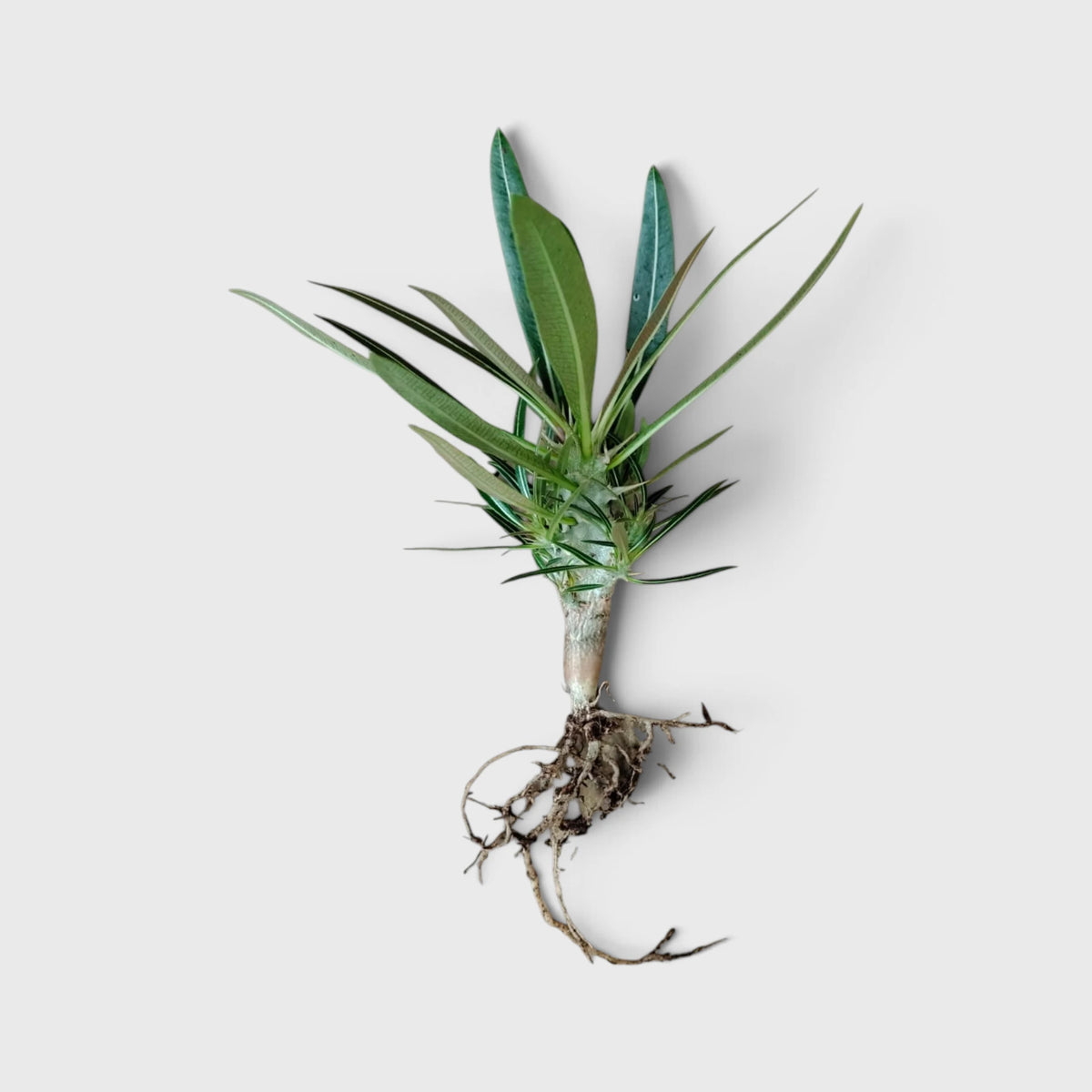 Pachypodium Rosulatum – Rare Caudiciform Collector Plant