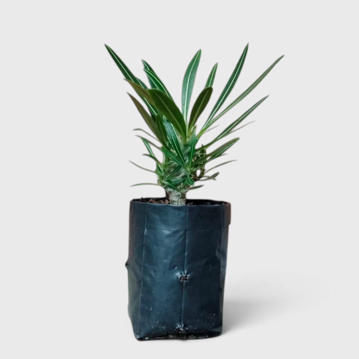 Pachypodium Rosulatum – Rare Caudiciform Collector Plant
