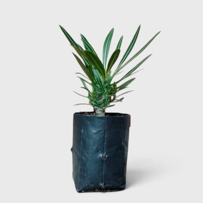 Pachypodium Rosulatum – Rare Caudiciform Collector Plant