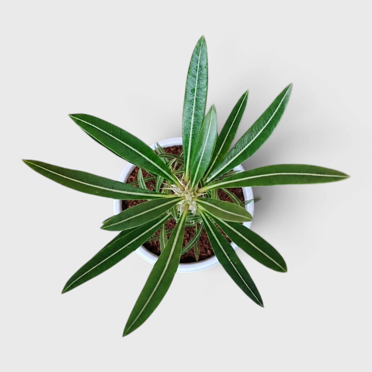 Pachypodium Rosulatum – Rare Caudiciform Collector Plant