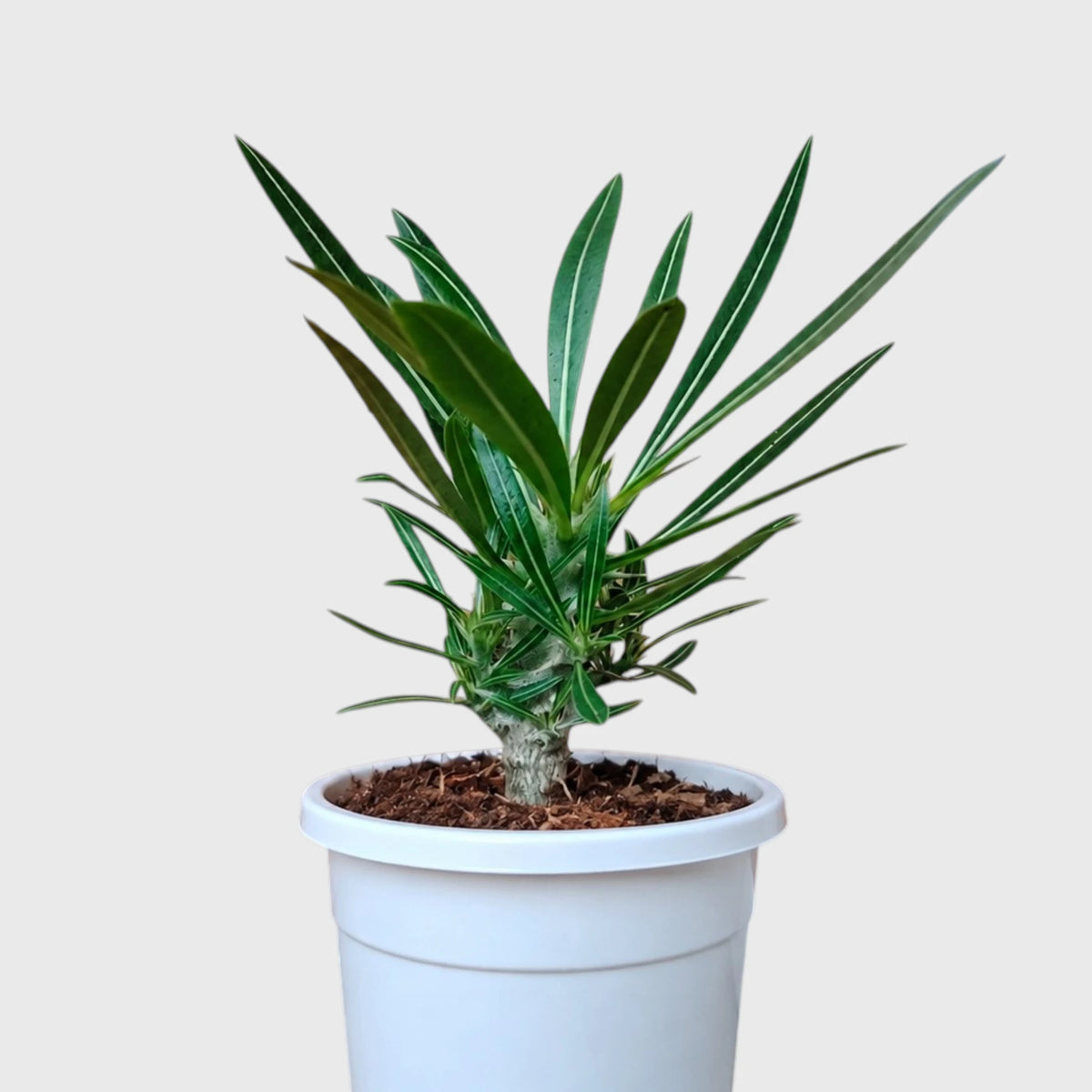 Pachypodium Rosulatum – Rare Caudiciform Collector Plant