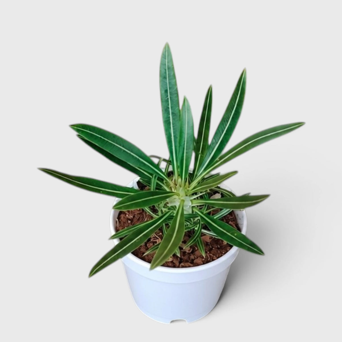 Pachypodium Rosulatum – Rare Caudiciform Collector Plant