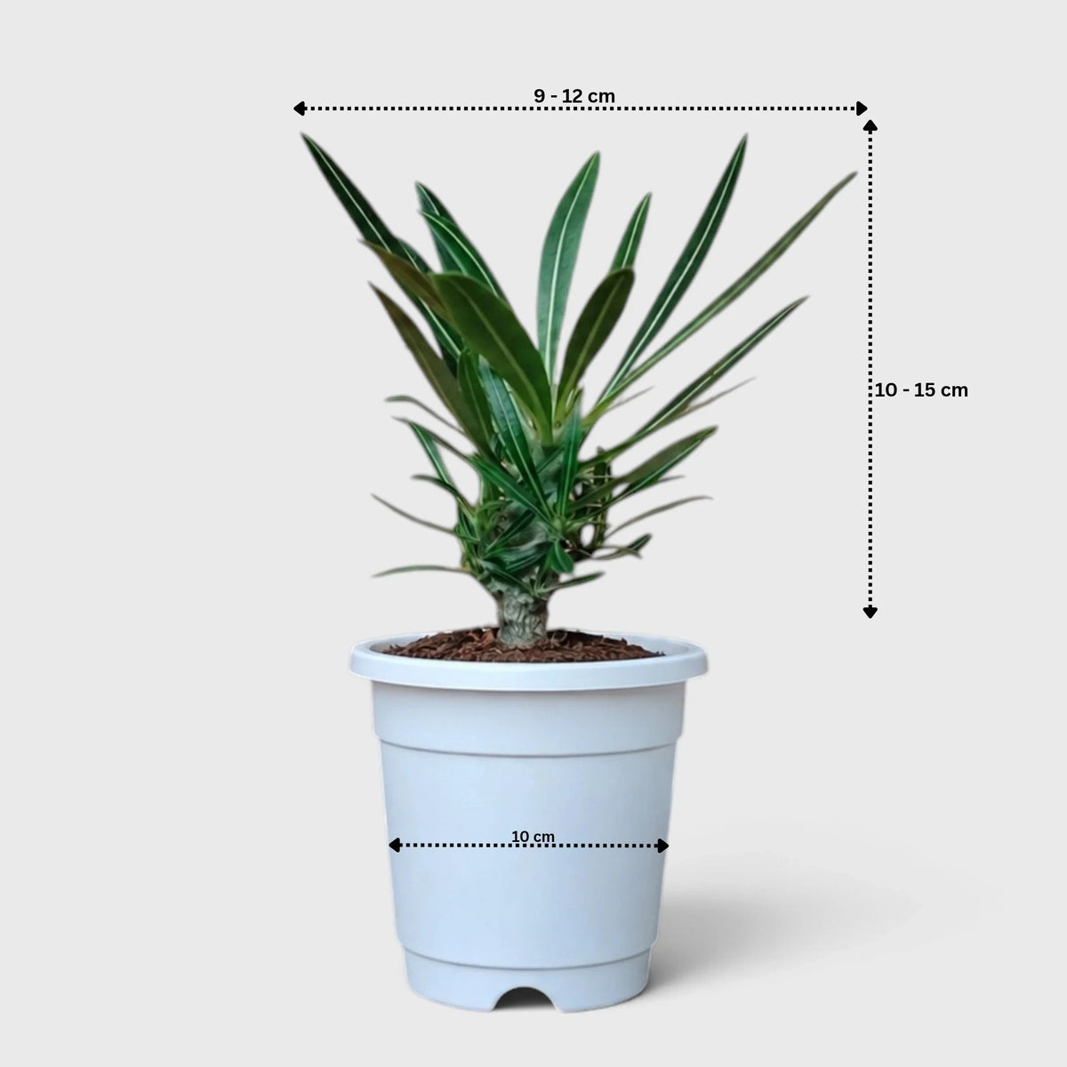 Pachypodium Rosulatum – Rare Caudiciform Collector Plant