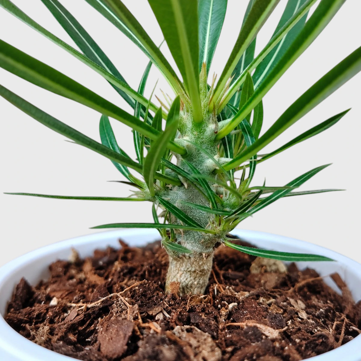 Pachypodium Rosulatum – Rare Caudiciform Collector Plant