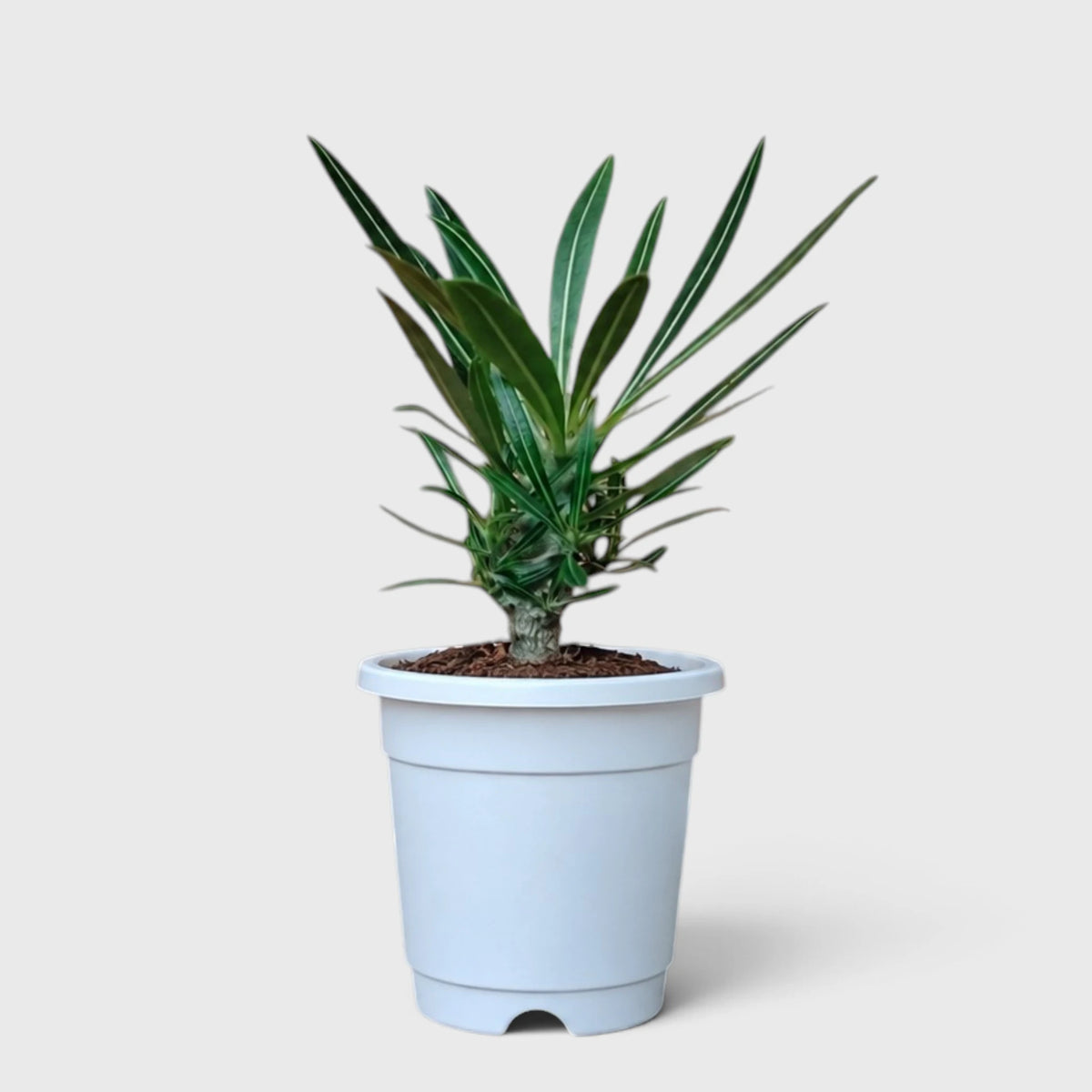 Pachypodium Rosulatum – Rare Caudiciform Collector Plant