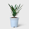 Pachypodium Rosulatum – Rare Caudiciform Collector Plant