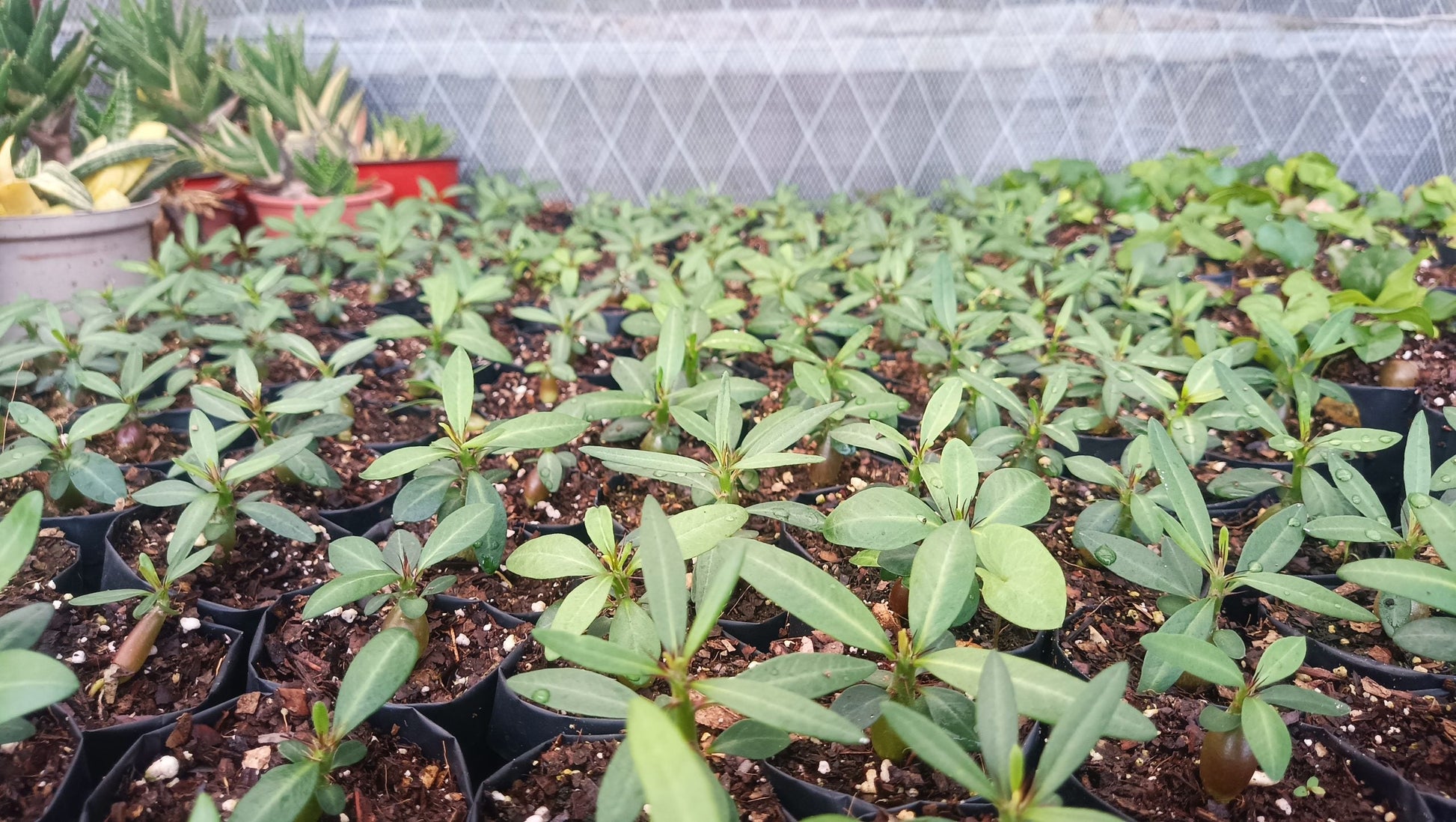Pachypodium Succulentum: Stunning Madagascar Palm for Your Home - My Store