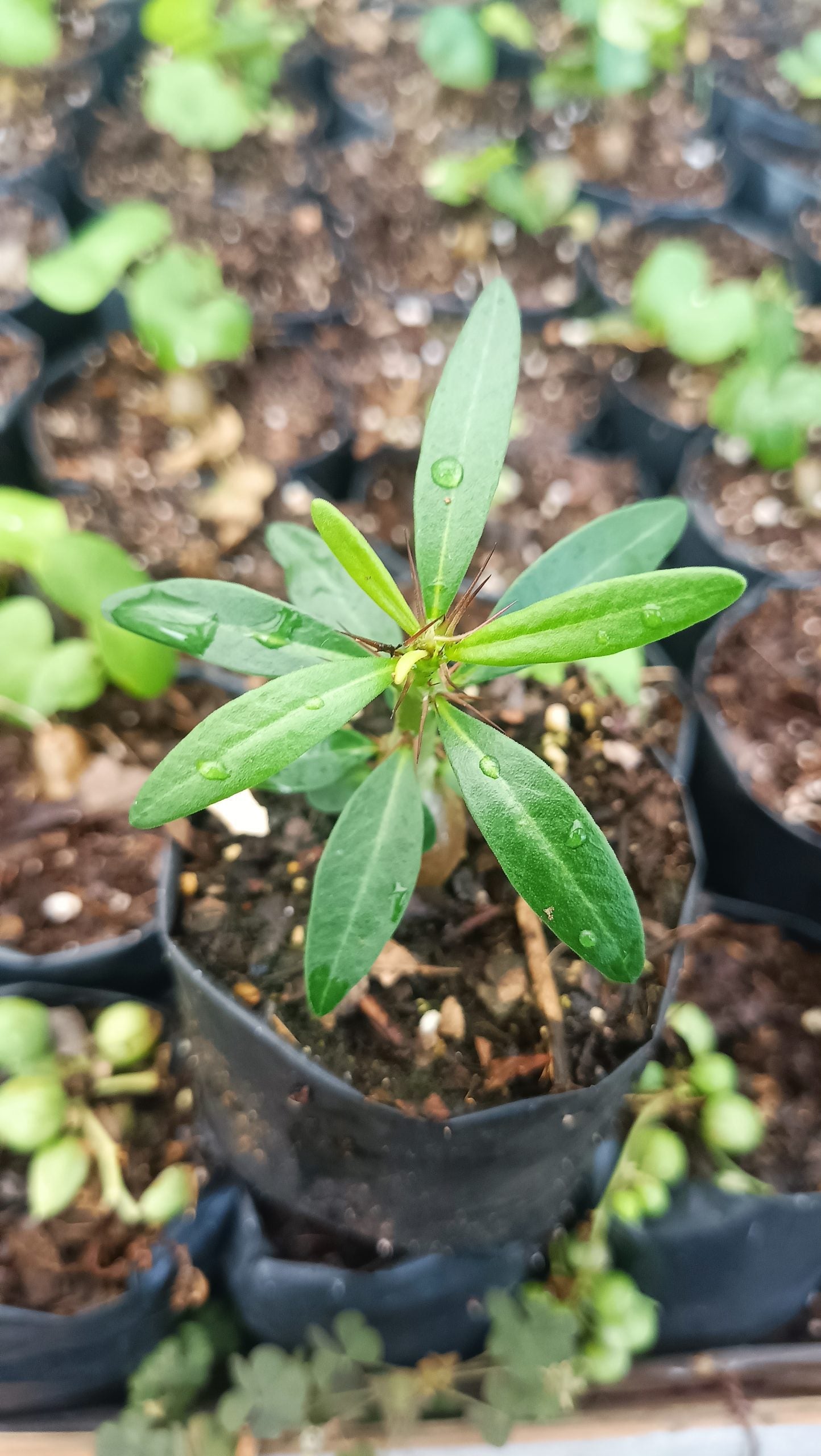 Pachypodium Succulentum: Stunning Madagascar Palm for Your Home - My Store