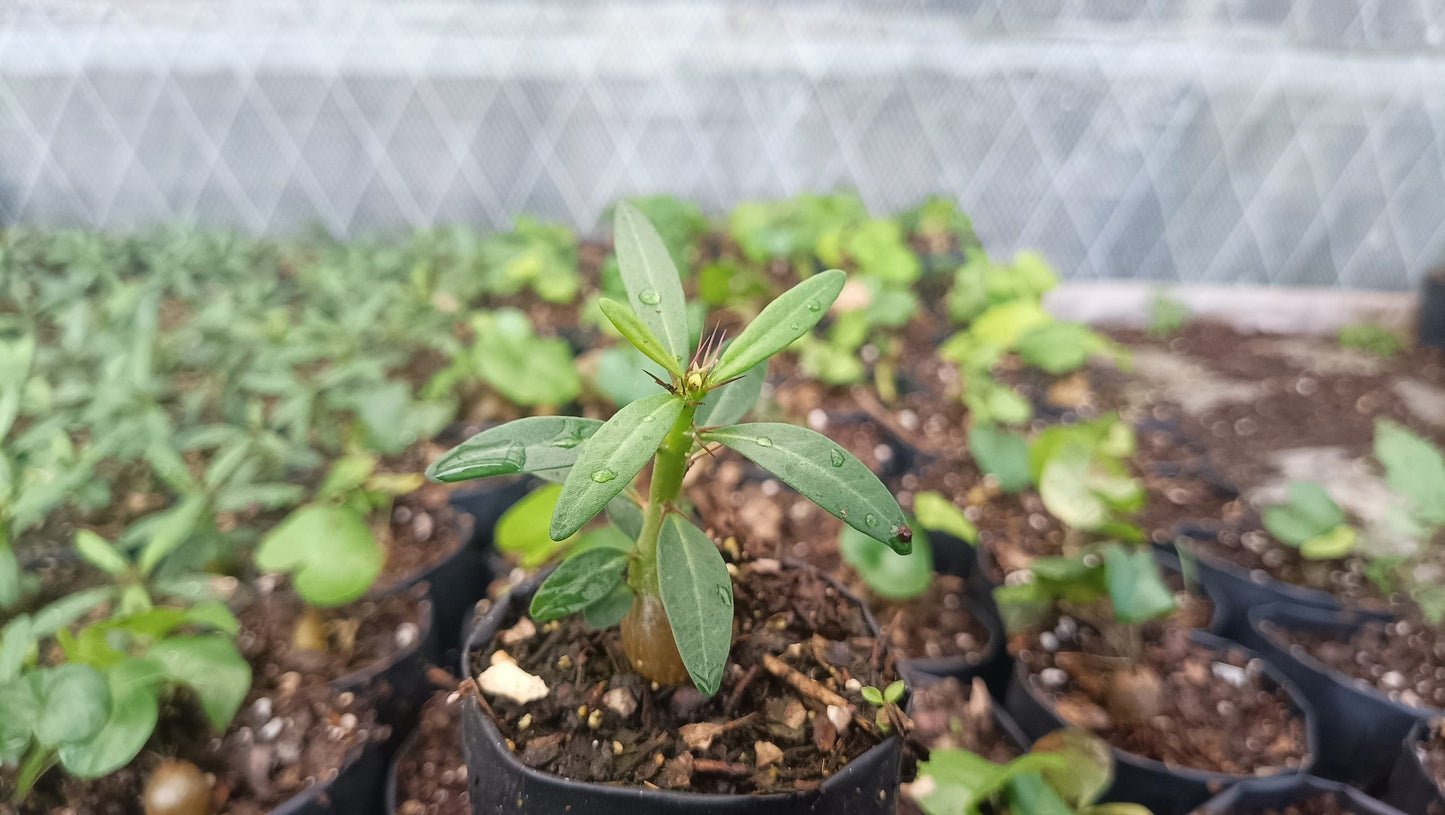 Pachypodium Succulentum: Stunning Madagascar Palm for Your Home - My Store