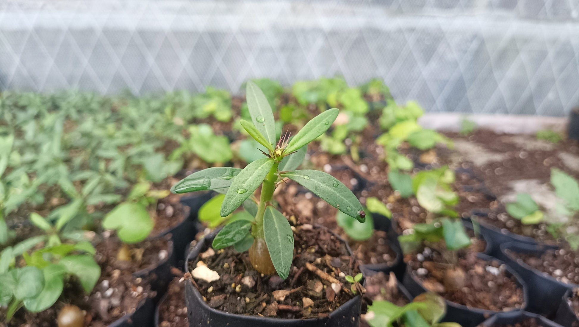 Pachypodium Succulentum: Stunning Madagascar Palm for Your Home - My Store