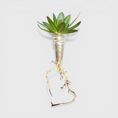Pachypodium Eburneum – Rare Madagascar Palm Plant | Exotic Caudex Indoor Plant | Bare Rooted