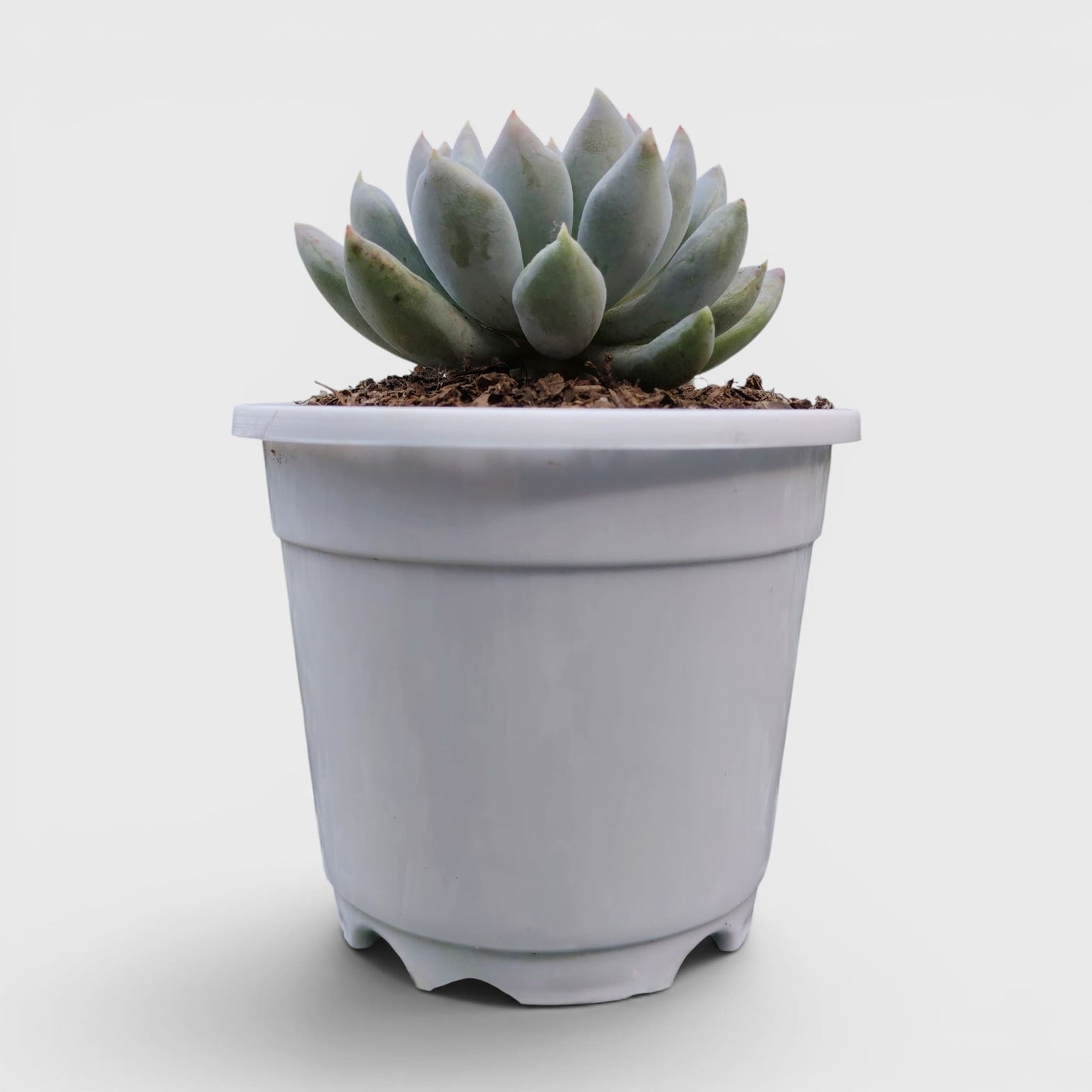 Pachyveria pachyphytoides “Moonstones” | Bare-Rooted – Beautiful Succulent for Home or Office