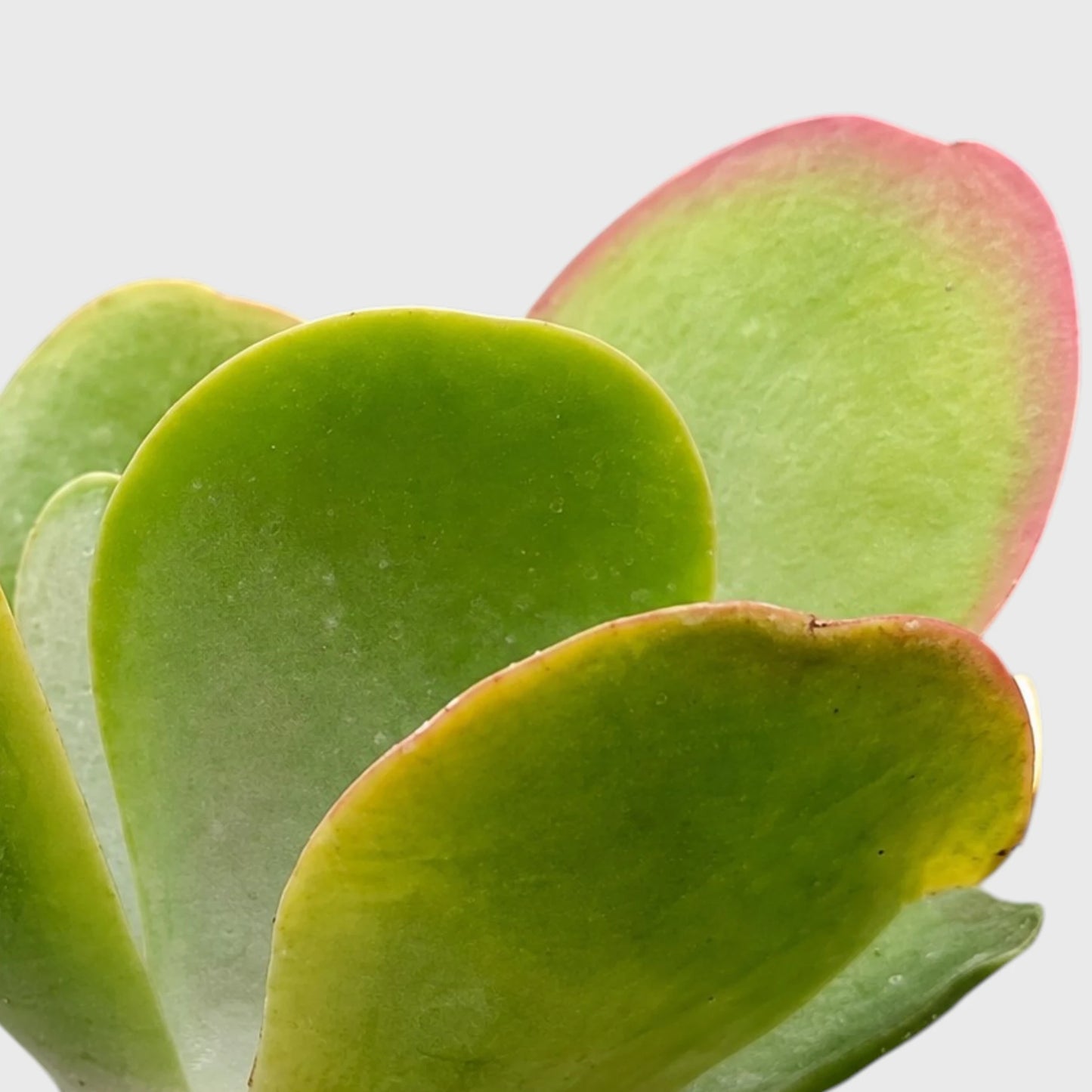 Rare Kalanchoe Flapjack (Paddle Plant) | Well Rooted Mature Succulent