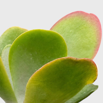 Rare Kalanchoe Flapjack (Paddle Plant) | Well Rooted Mature Succulent