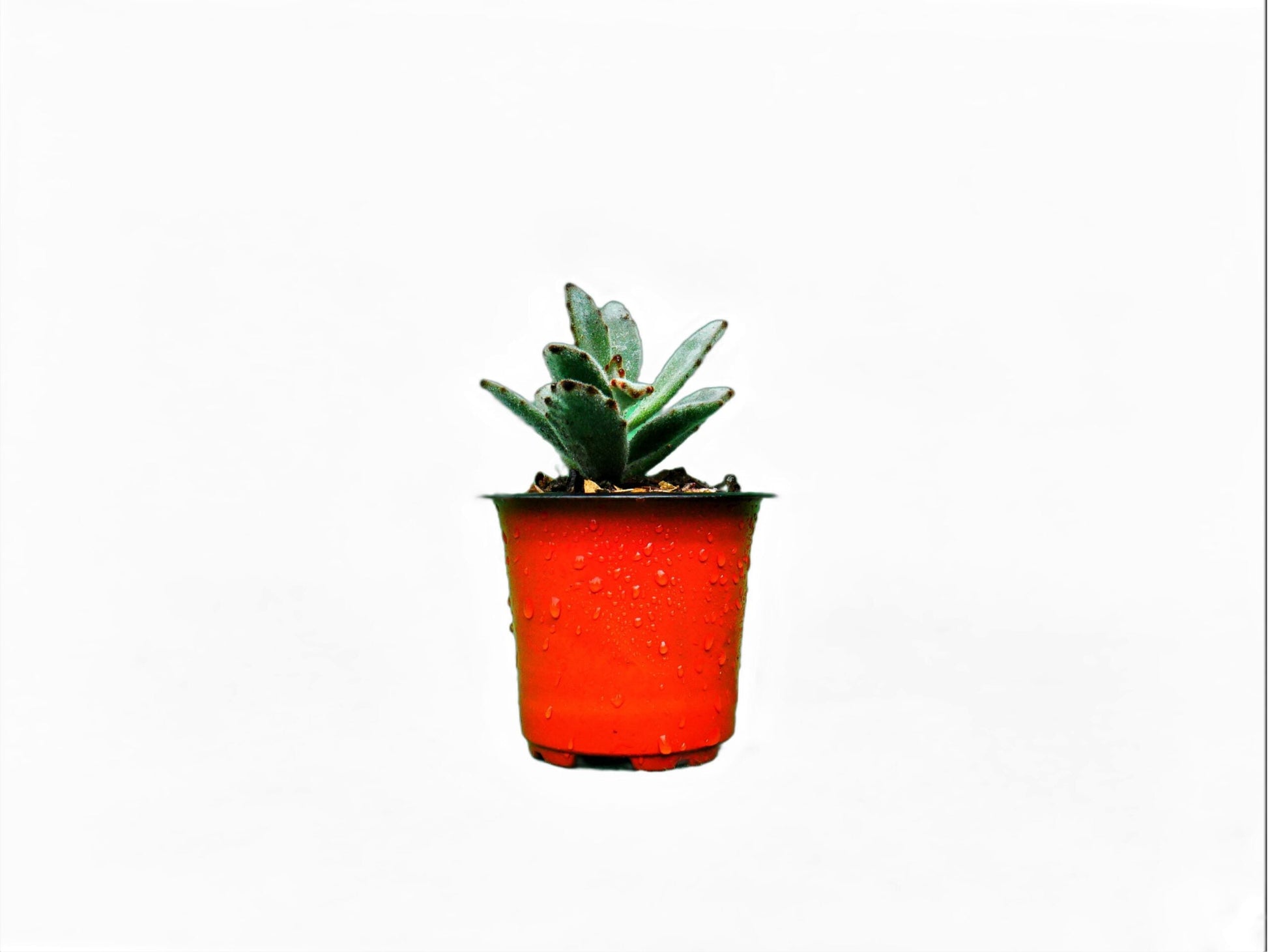 Panda Plant - Chocolate Soldier (Kalanchoe Tomentosa): A Velvety Delight! Buy at Frek. - My Store