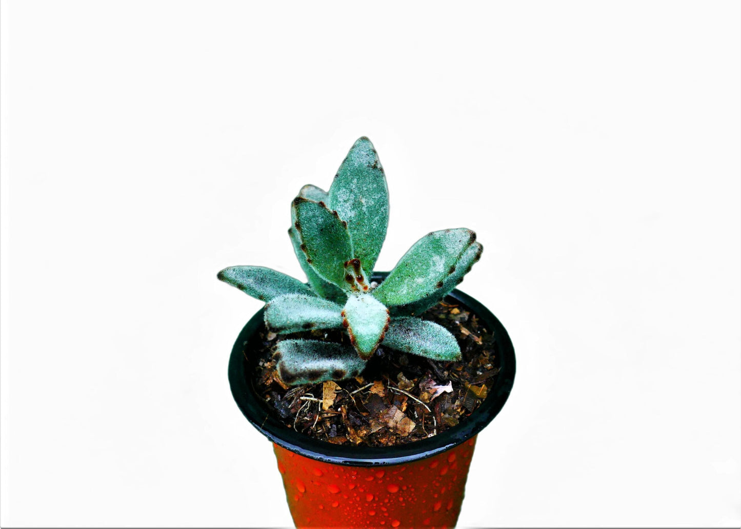 Panda Plant - Chocolate Soldier (Kalanchoe Tomentosa): A Velvety Delight! Buy at Frek. - My Store