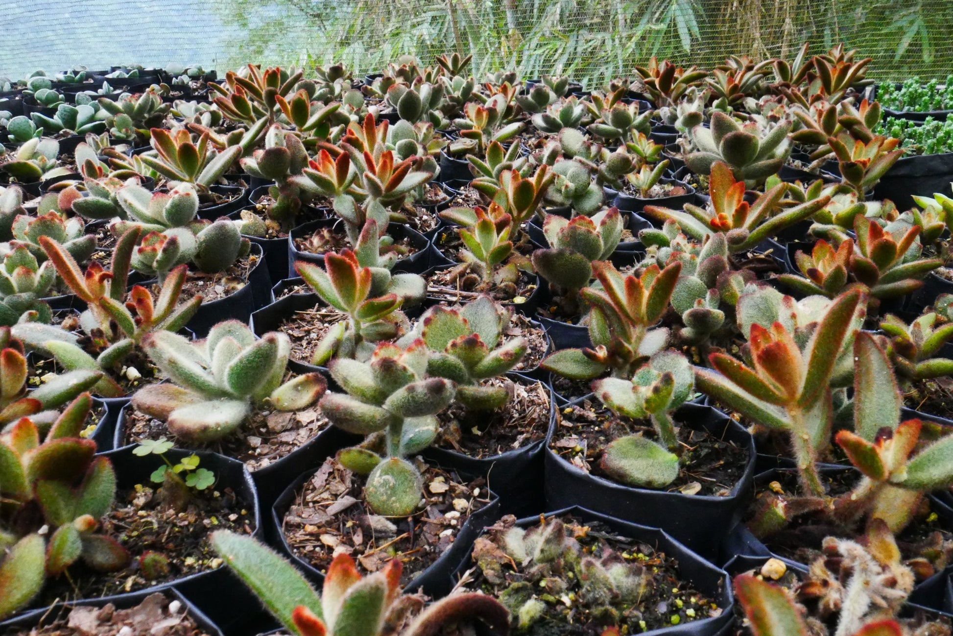 Panda Plant - Kalanchoe Tomentosa Baker: Shop now at Frek! - My Store