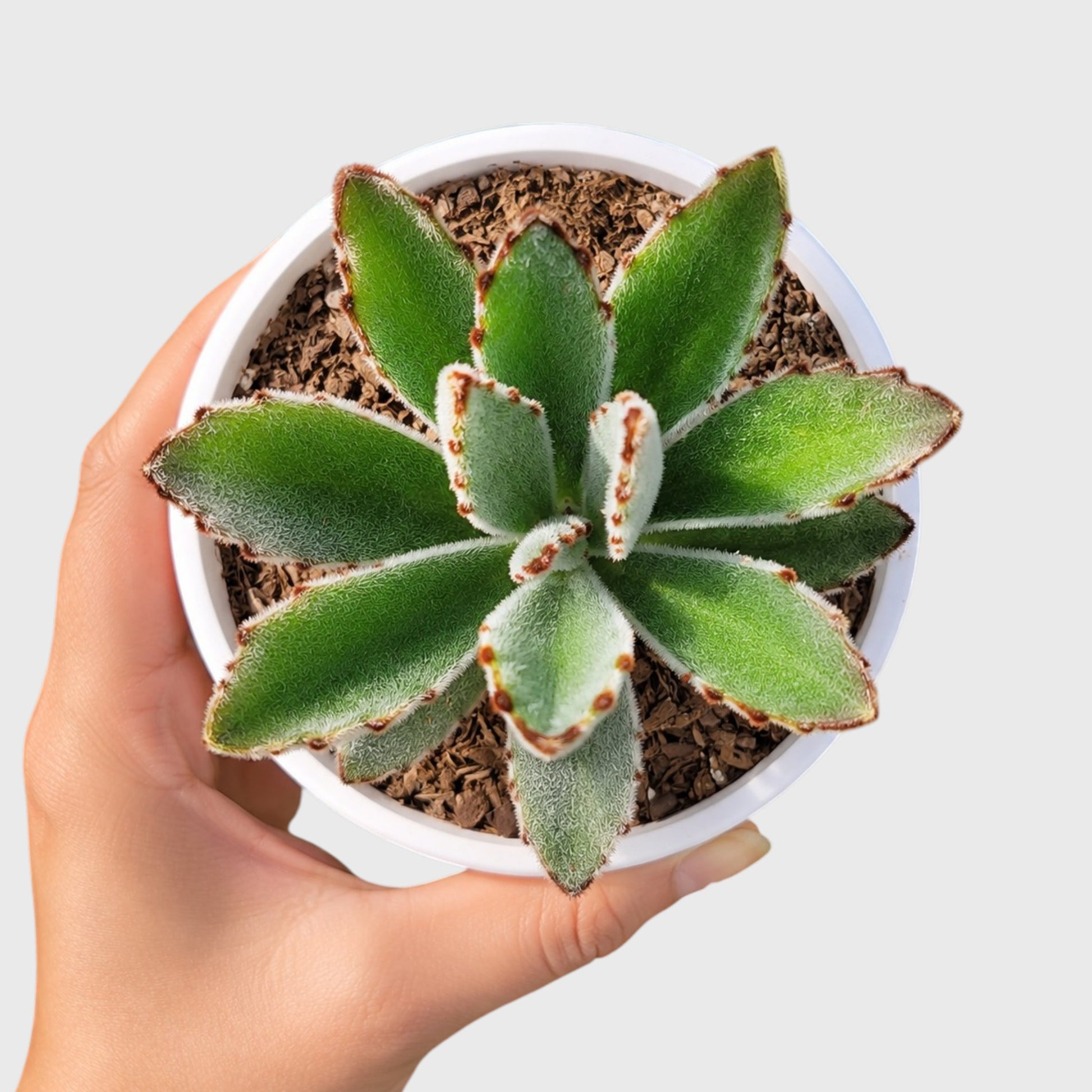 Panda Plant with fuzzy silver green leaves