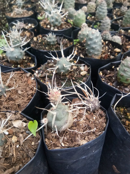 Paper Spine Cactus Opuntia Articulata : Buy at Frek - My Store