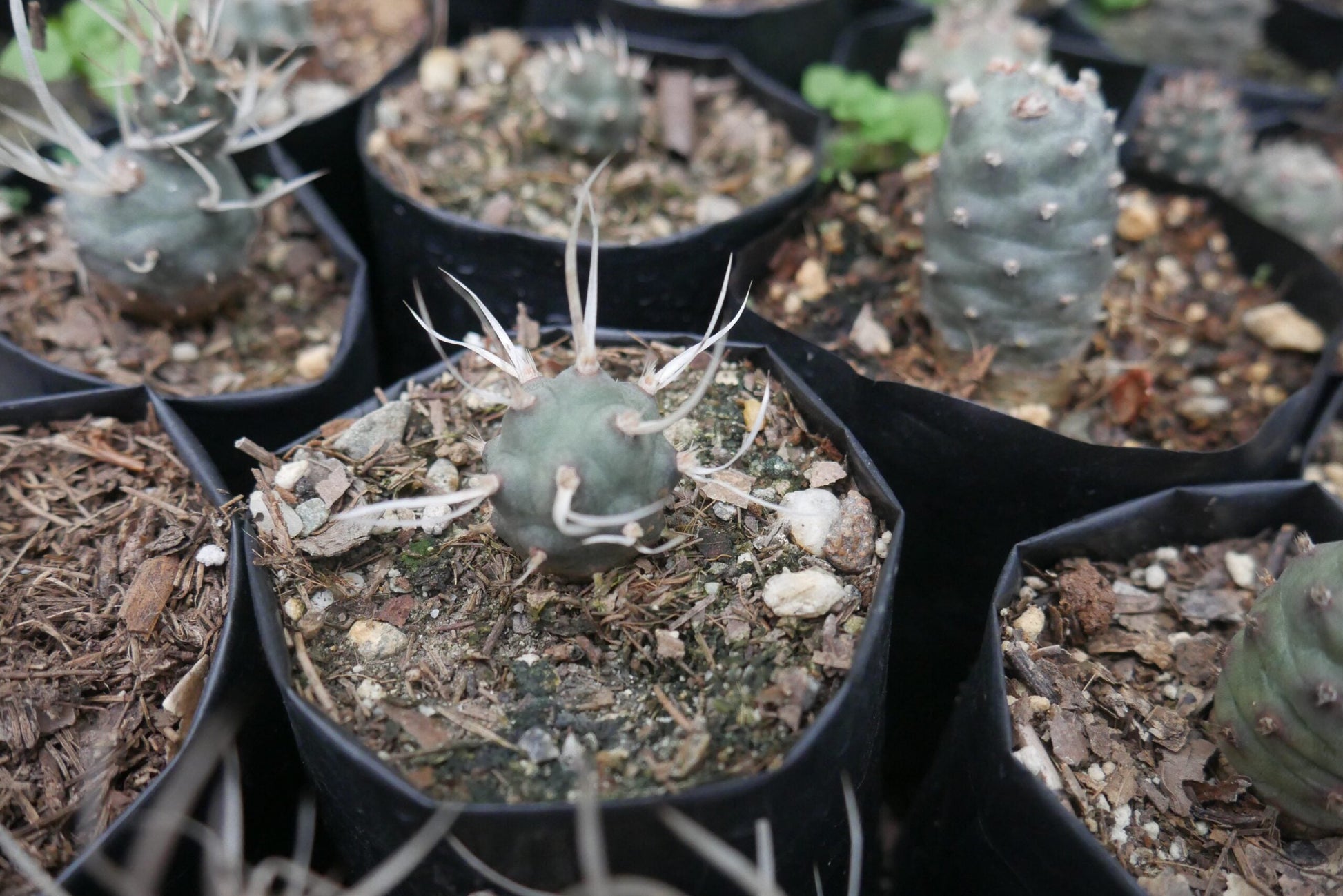 Paper Spine Cactus Opuntia Articulata : Buy at Frek - My Store