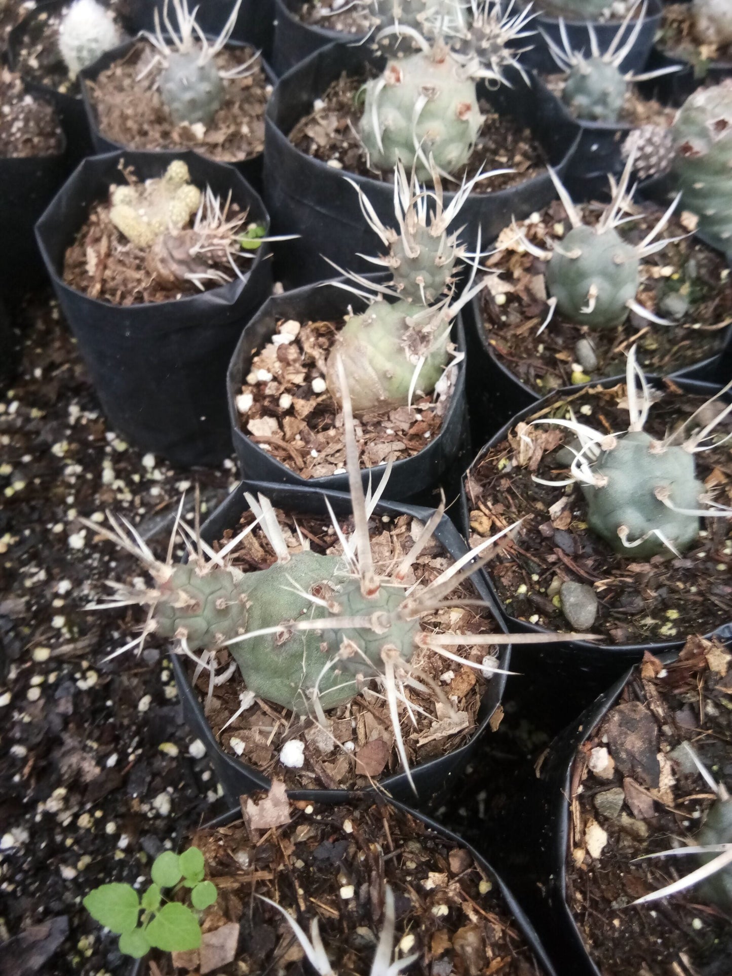 Paper Spine Cactus Opuntia Articulata : Buy at Frek - My Store