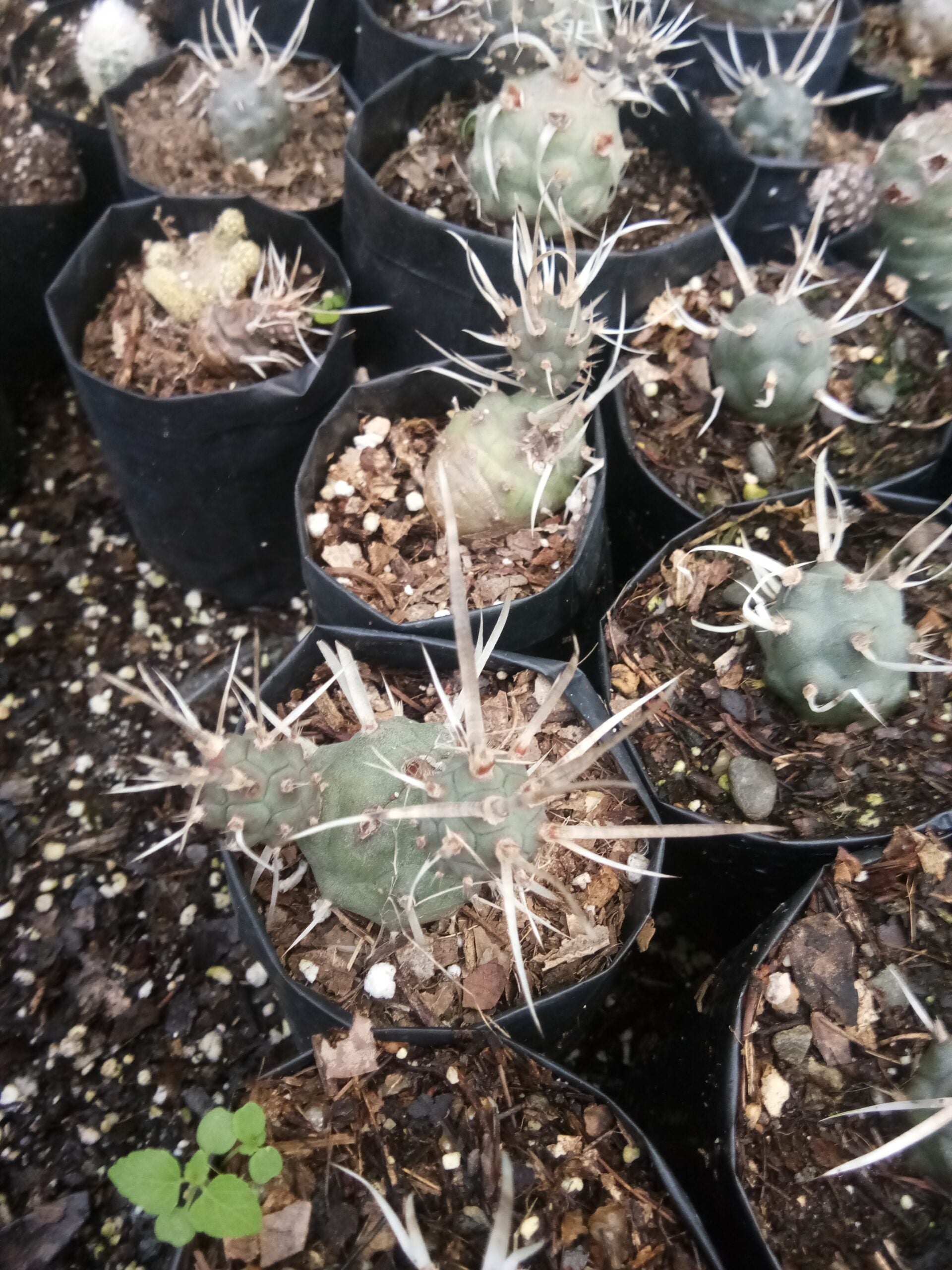 Paper Spine Cactus Opuntia Articulata : Buy at Frek - My Store