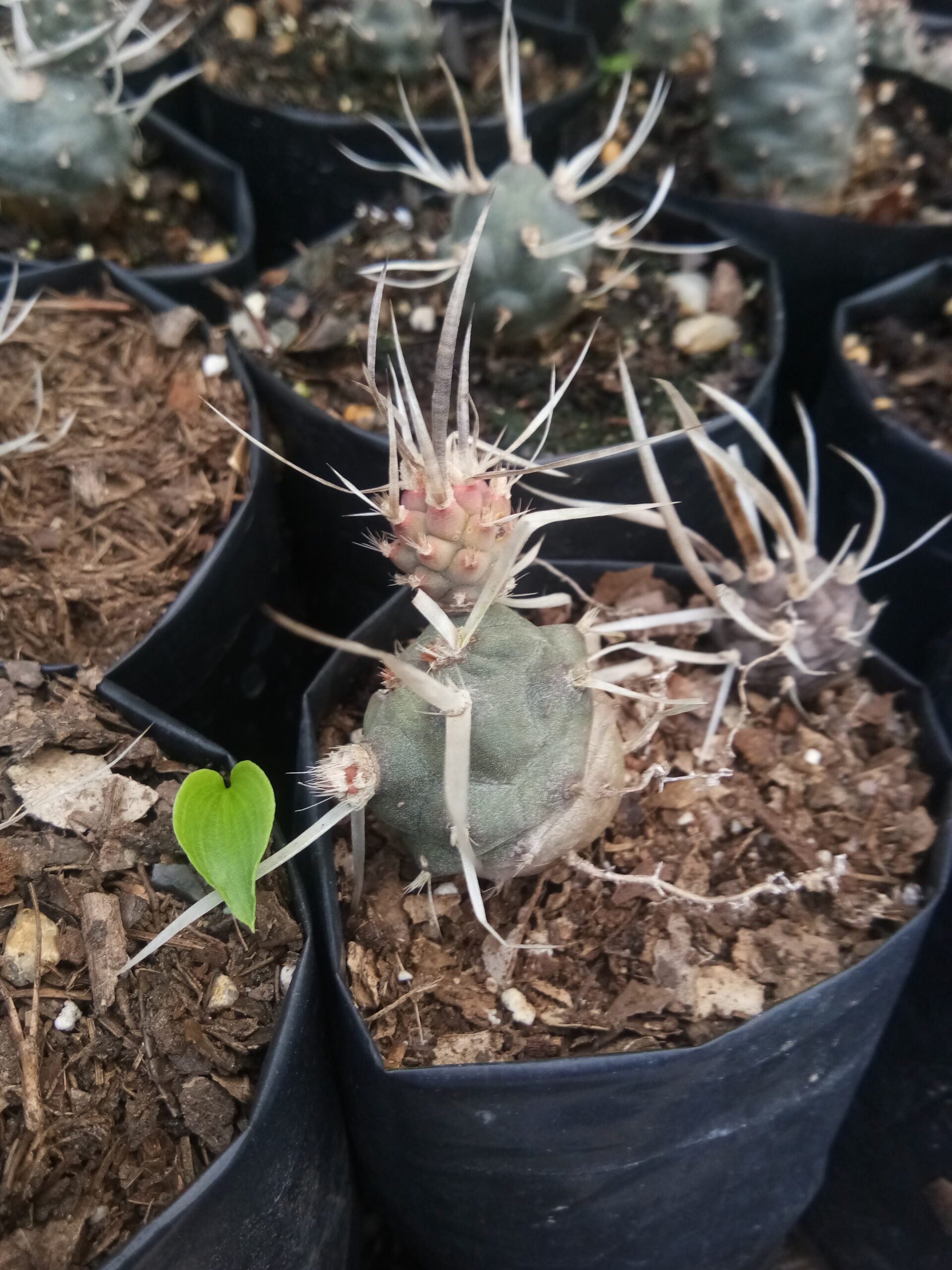 Paper Spine Cactus Opuntia Articulata : Buy at Frek - My Store